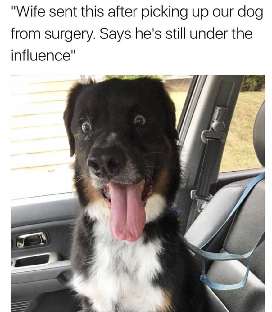 memes - funny dog snapchats - "Wife sent this after picking up our dog from surgery. Says he's still under the influence"