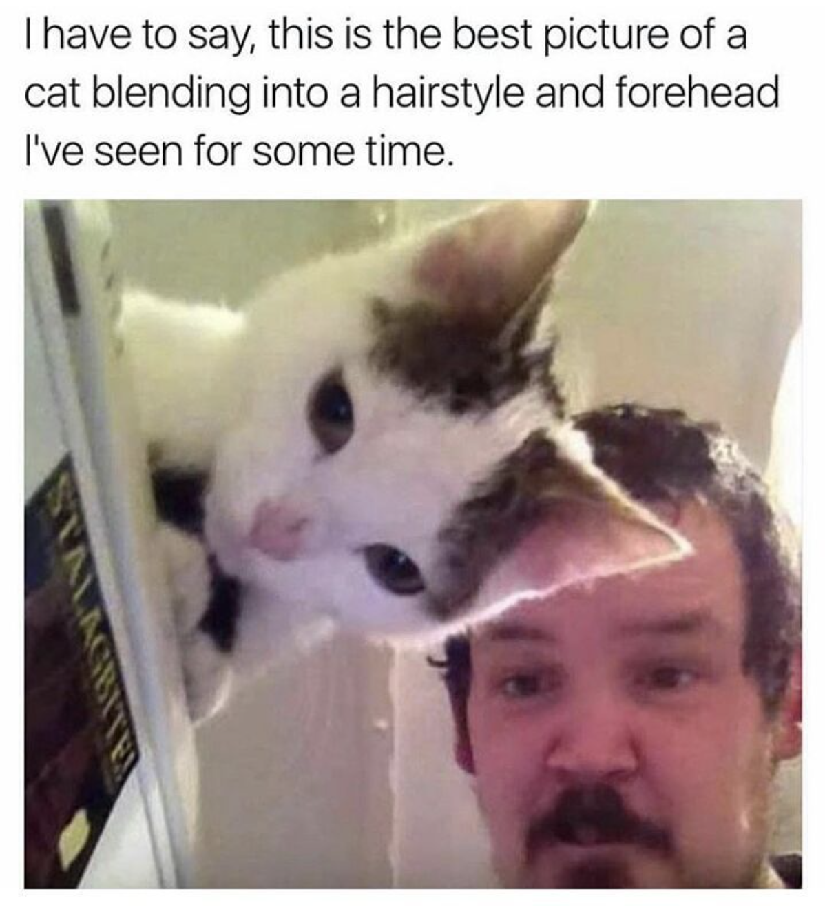 memes - lovecraft memes - I have to say, this is the best picture of a cat blending into a hairstyle and forehead I've seen for some time.