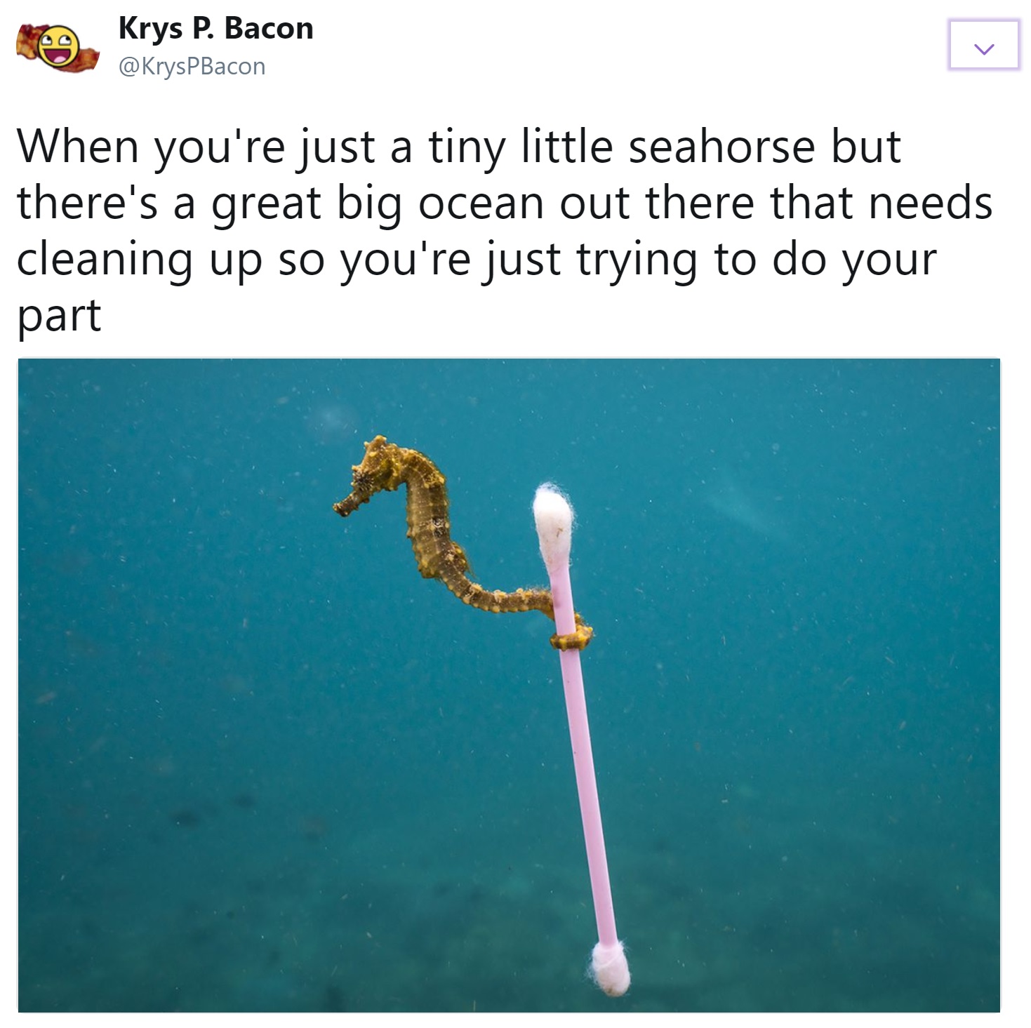 memes - seahorse cleaning the ocean - Krys P. Bacon When you're just a tiny little seahorse but there's a great big ocean out there that needs cleaning up so you're just trying to do your part