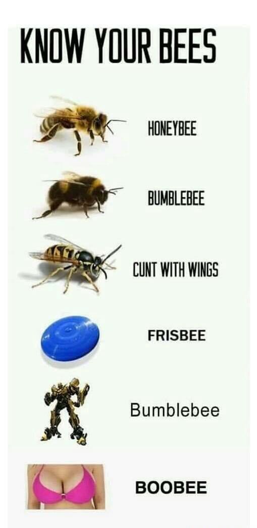 memes - know your bees - Know Your Bees Honeybee Bumblebee Cunt With Wings Uk Frisbee Bumblebee Boobee