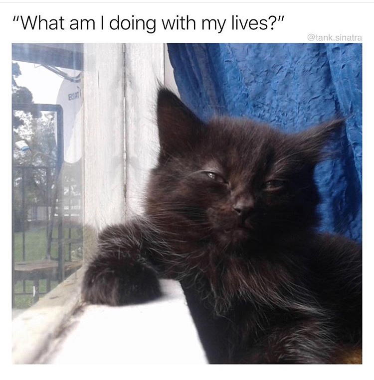 memes - am i doing with my lives cat - "What am I doing with my lives?" sinatra