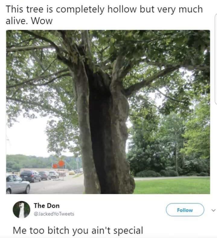 meme stream - hollow tree meme - This tree is completely hollow but very much alive. Wow The Don Yo Tweets Me too bitch you ain't special