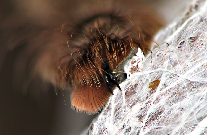 Spider Paws in Super Zoom Are The Cutest Thing You'll See Today
