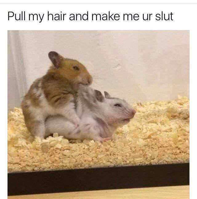 memes - pull my hair and make me your slut - Pull my hair and make me ur slut