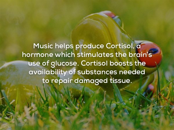 music stimulating the brain fact - Music helps produce Cortisol, a hormone which stimulates the brain's use of glucose. Cortisol boosts the availability of substances needed to repair damaged tissue.