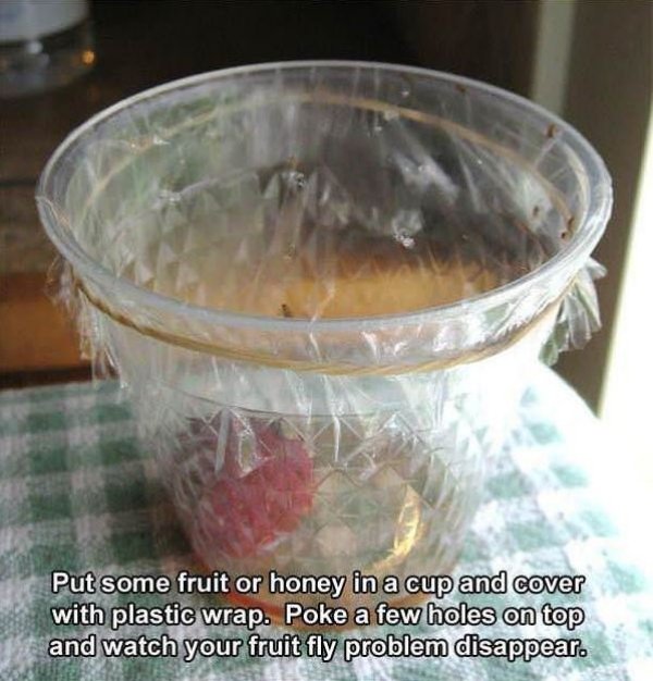fruit flies trap - Put some fruit or honey in a cup and cover with plastic wrap. Poke a few holes on top and watch your fruit fly problem disappear.