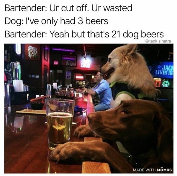 dog at bar meme - Bartender Ur cut off. Ur wasted Dog I've only had 3 beers Bartender Yeah but that's 21 dog beers .sinatra Jaci Lives He 3 Made With Mmus