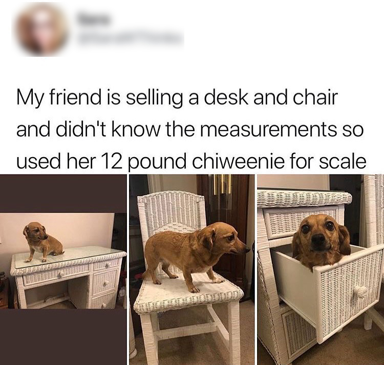 meme - DoggoLingo - My friend is selling a desk and chair and didn't know the measurements so used her 12 pound chiweenie for scale Inta T Nanin I Wristian Nsanin W