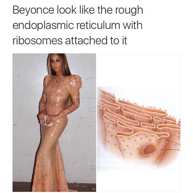 meme - beyonce biology - Beyonce look the rough endoplasmic reticulum with ribosomes attached to it