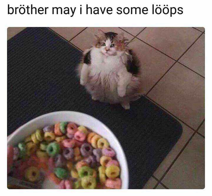 meme - brother may i have some loops - brther may i have some lps