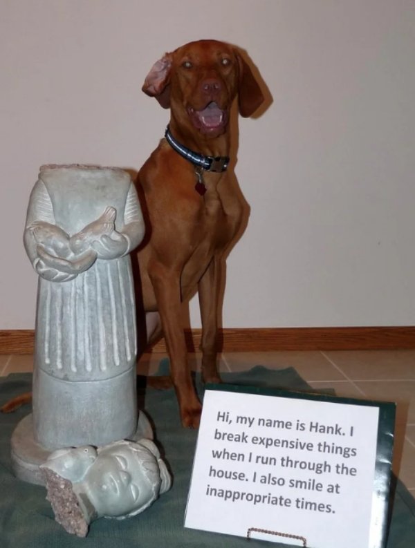 dog shaming funny inappropriate - Hi, my name is Hank. I break expensive things when I run through the house. I also smile at inappropriate times.