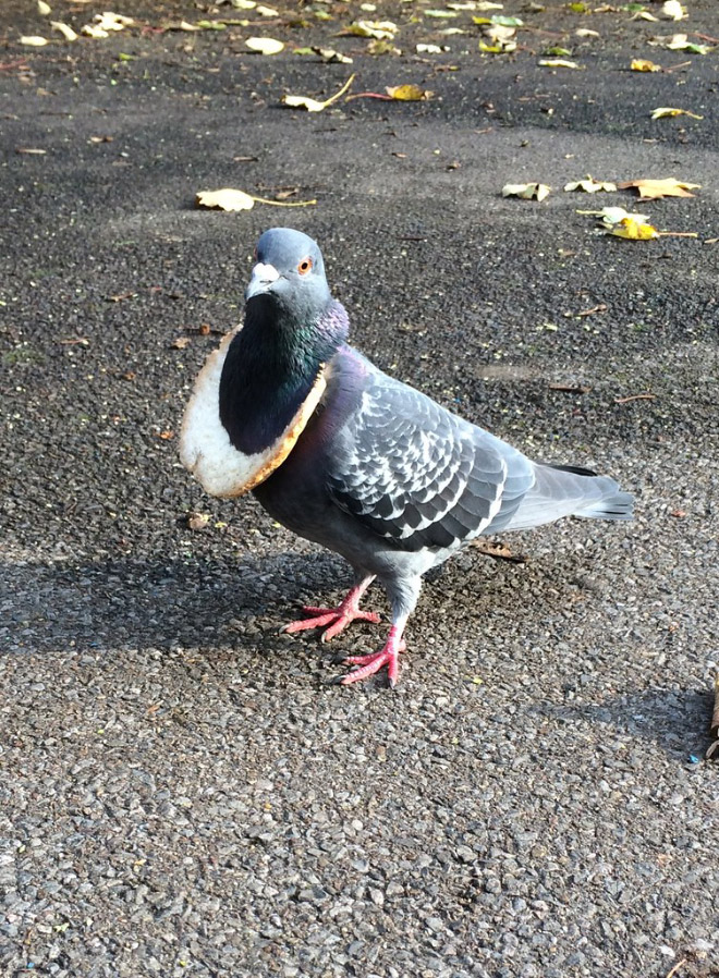 22 Rich Birbs Showing Off Their Bread Bling