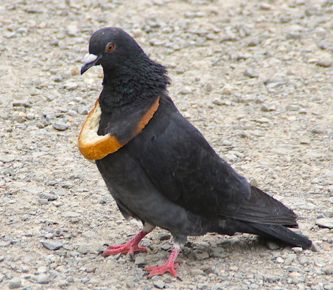 22 Rich Birbs Showing Off Their Bread Bling