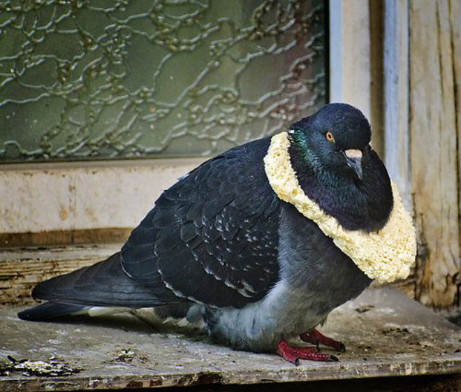 22 Rich Birbs Showing Off Their Bread Bling