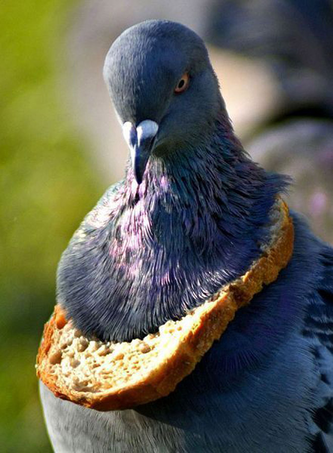 22 Rich Birbs Showing Off Their Bread Bling