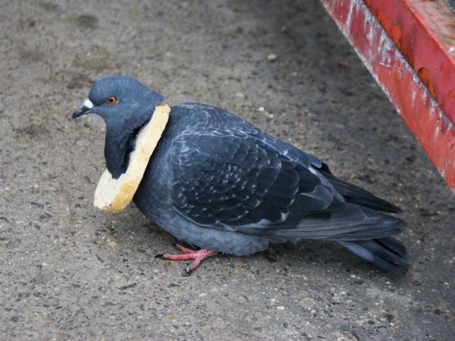 22 Rich Birbs Showing Off Their Bread Bling