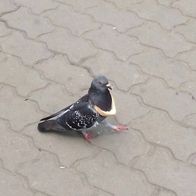 22 Rich Birbs Showing Off Their Bread Bling