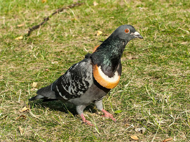 22 Rich Birbs Showing Off Their Bread Bling