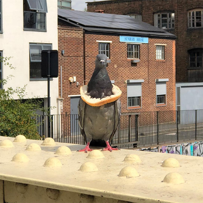 22 Rich Birbs Showing Off Their Bread Bling