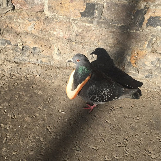 22 Rich Birbs Showing Off Their Bread Bling