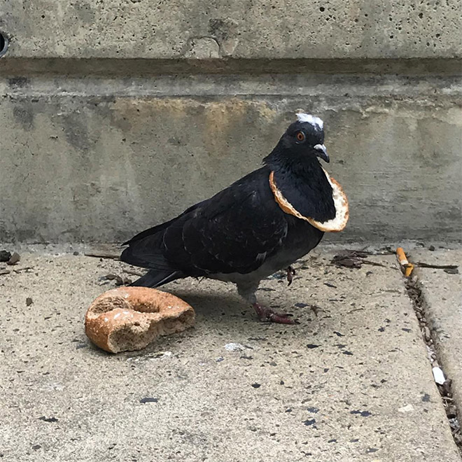 22 Rich Birbs Showing Off Their Bread Bling