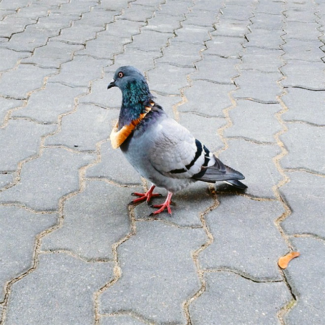 22 Rich Birbs Showing Off Their Bread Bling