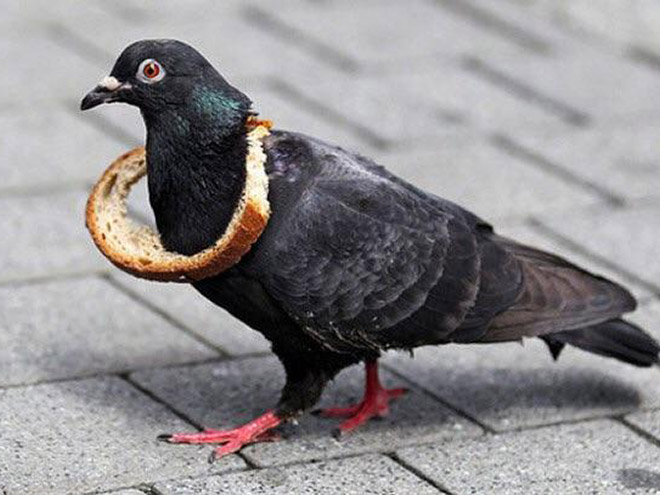 22 Rich Birbs Showing Off Their Bread Bling