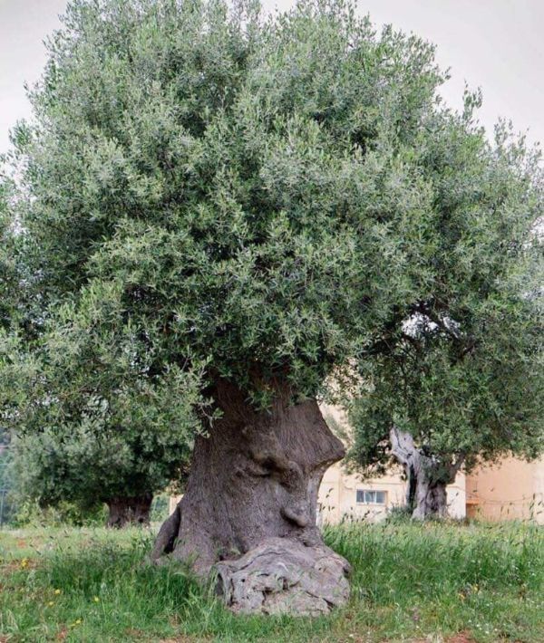 thinking tree puglia