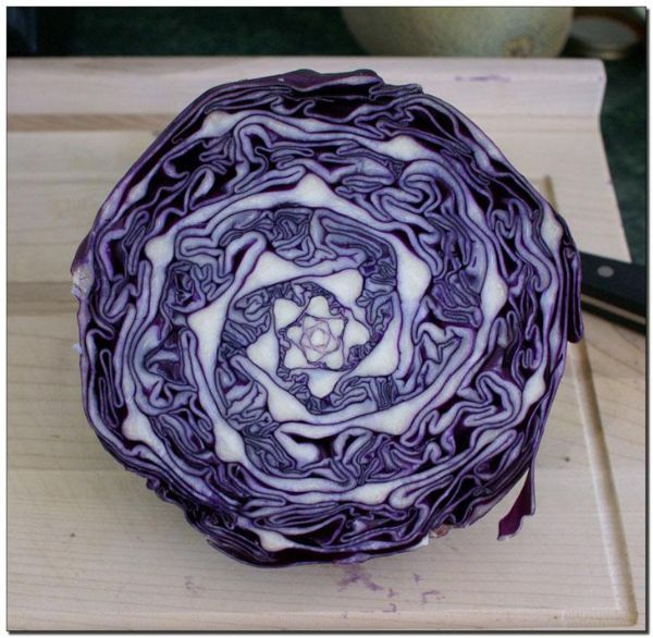 cabbage fibonacci