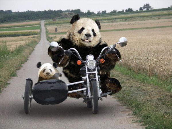 panda riding a motorcycle