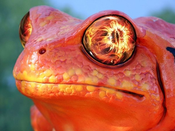 poison dart frog eyes