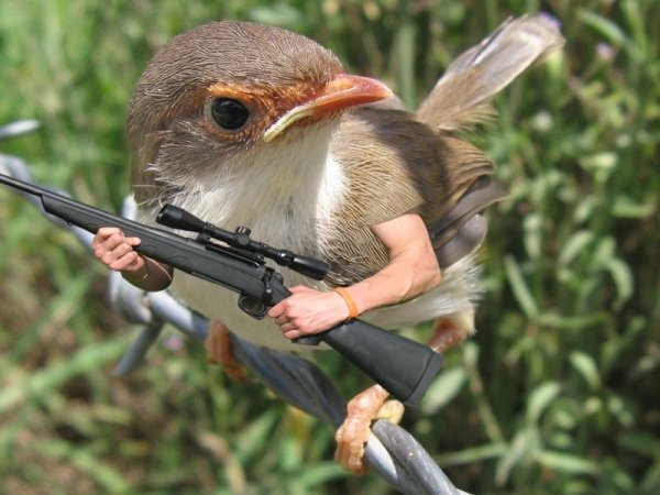 birds with human arms