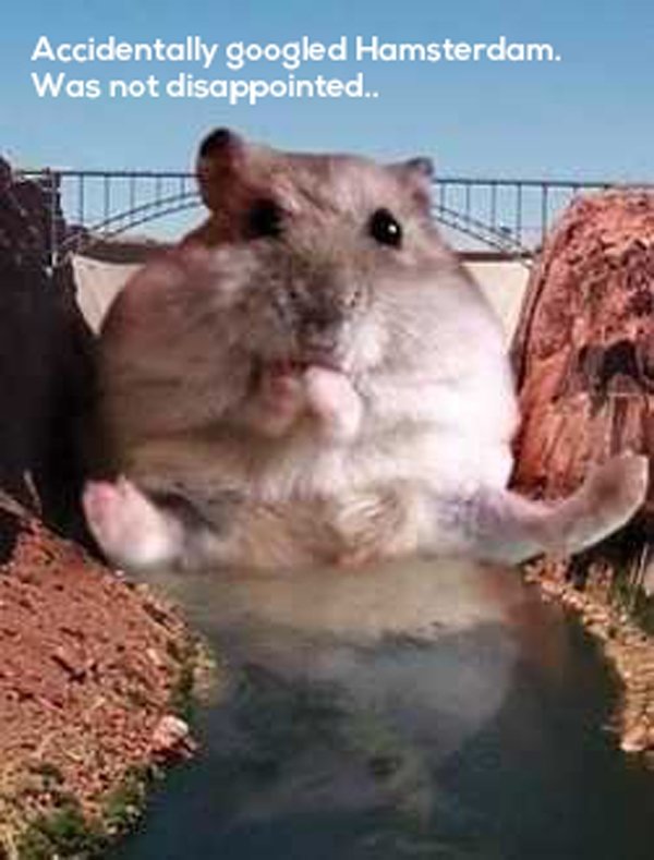 whoa black betty meme - Accidentally googled Hamsterdam. Was not disappointed..