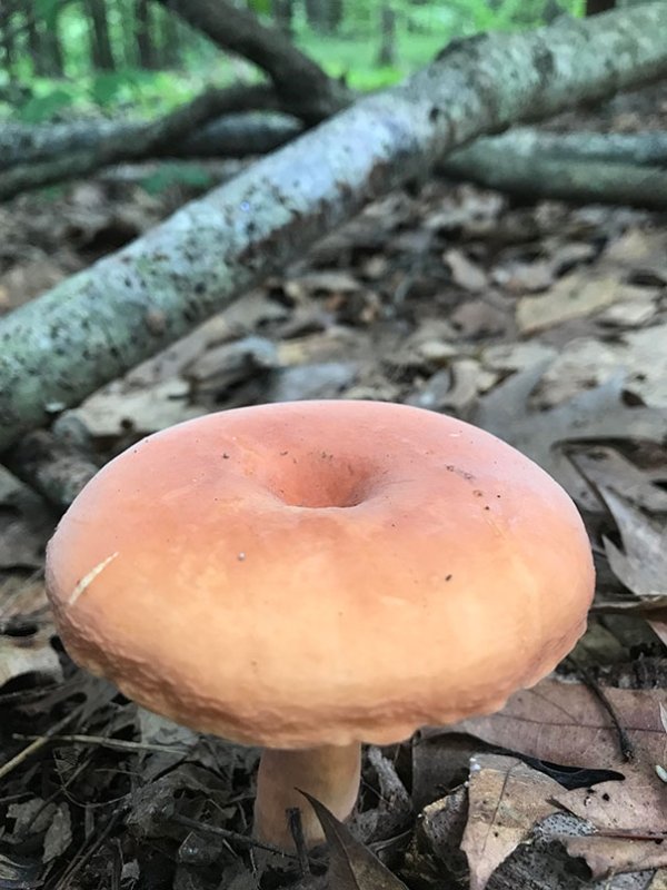 mushroom looks like a donut