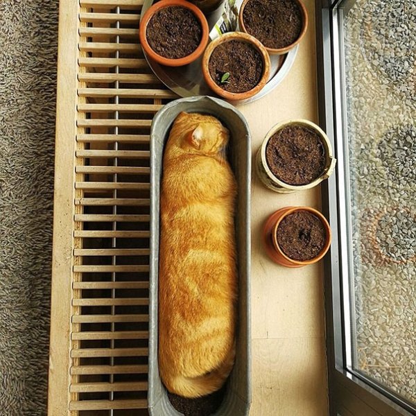 cat baguette -