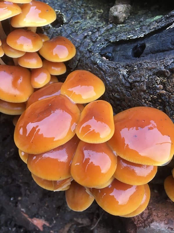 caramel mushroom