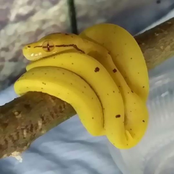 snake look like banana