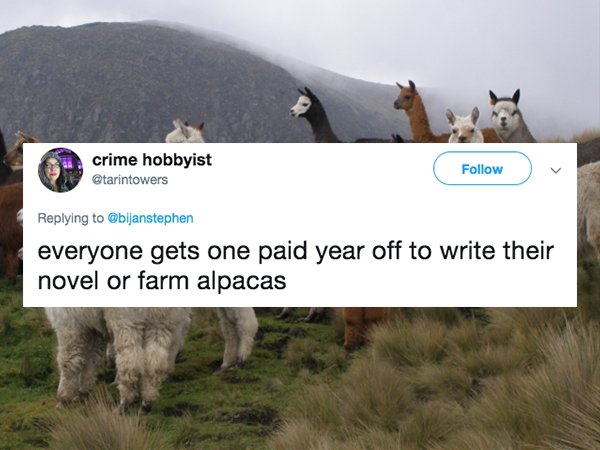 alpaca lama pacos - crime hobbyist everyone gets one paid year off to write their novel or farm alpacas