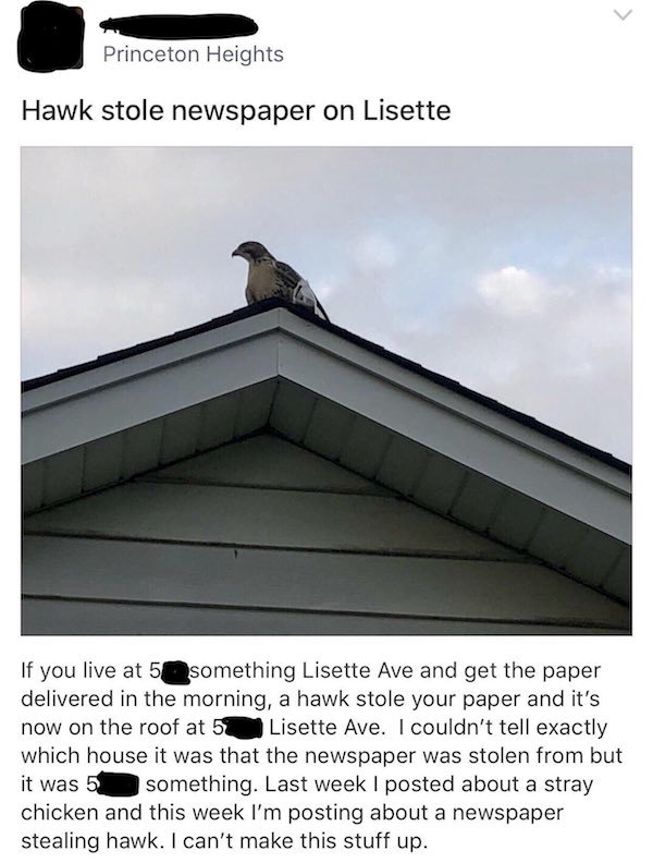 roof - Princeton Heights Hawk stole newspaper on Lisette If you live at something Lisette Ave and get the paper delivered in the morning, a hawk stole your paper and it's now on the roof at 5 Lisette Ave. I couldn't tell exactly which house it was that th