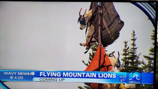 tree - Wavy News Flying Mountain Lions Coming Up 87 WAVYcom