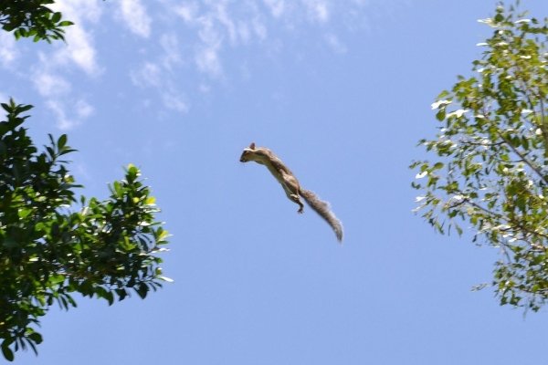 squirrel jumping tree