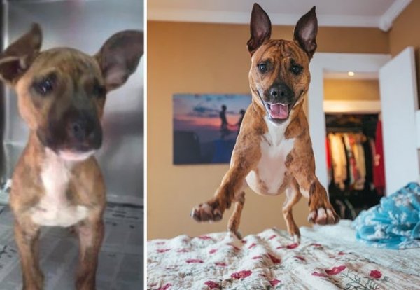 27 Pets Before And After Getting Adopted