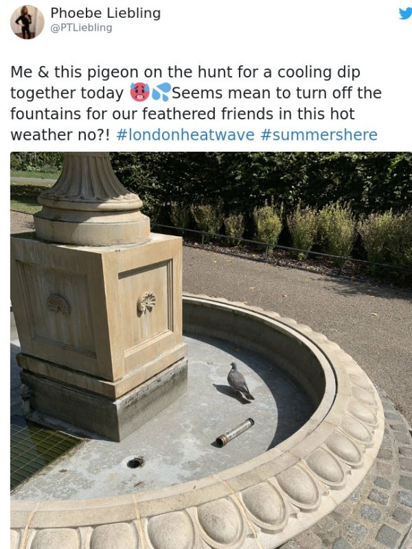 Phoebe Liebling Me & this pigeon on the hunt for a cooling dip together today Seems mean to turn off the fountains for our feathered friends in this hot weather no?!