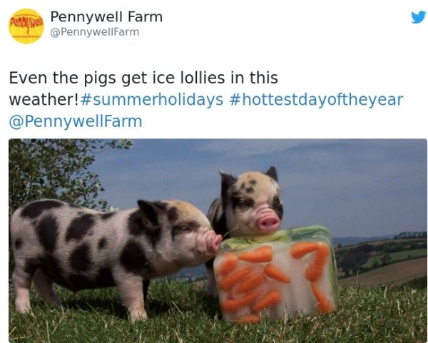 baby pigs - Pennywell Farm Even the pigs get ice lollies in this weather!
