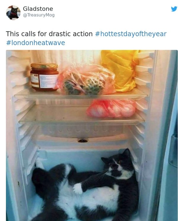 cat fridge - Gladstone Mog This calls for drastic action