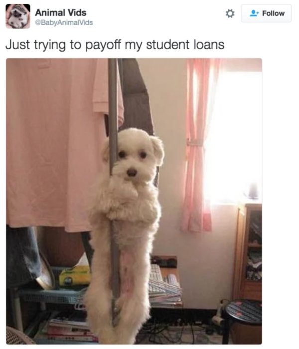 dog pole dancing - Animal Vids Just trying to payoff my student loans