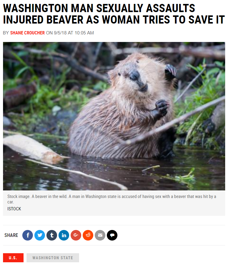 beaver animal - Washington Man Sexually Assaults Injured Beaver As Woman Tries To Save It By Shane Croucher On 9518 At Stockage A beaver in the wild A man in Washington State is accused of h e r with a bear that was hit by a Istock 00000000 Washington Sta