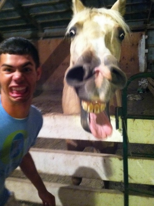 funny face of horse