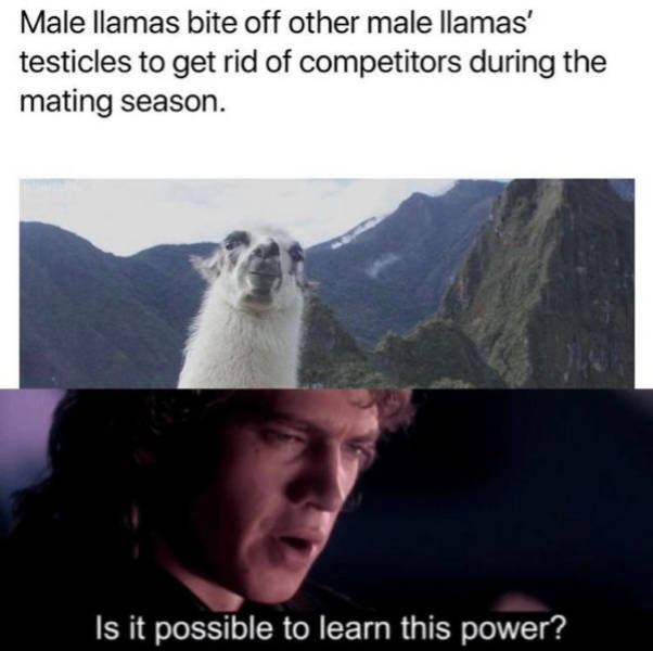 slap a chicken meme - Male llamas bite off other male llamas' testicles to get rid of competitors during the mating season. 'Is it possible to learn this power?