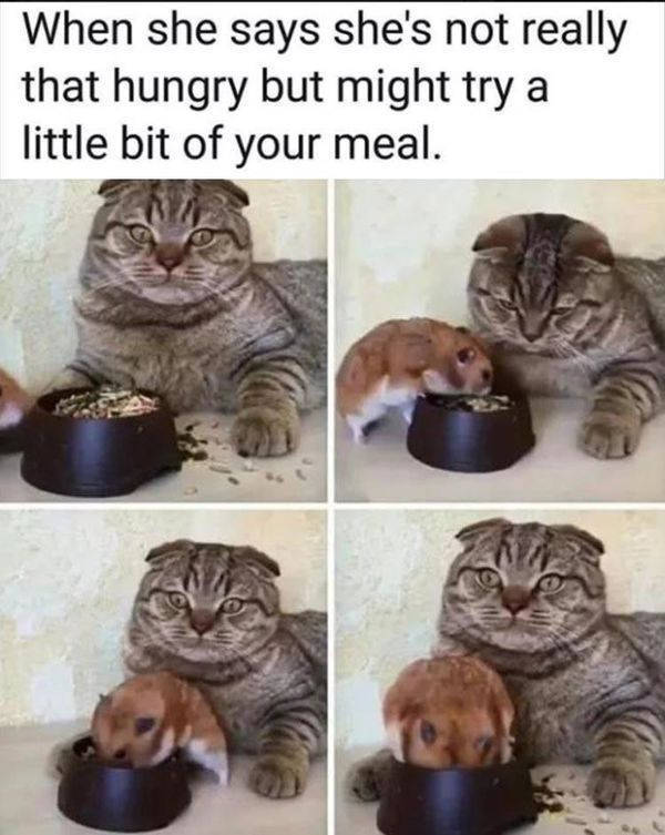 cat and dog memes - When she says she's not really that hungry but might try a little bit of your meal.